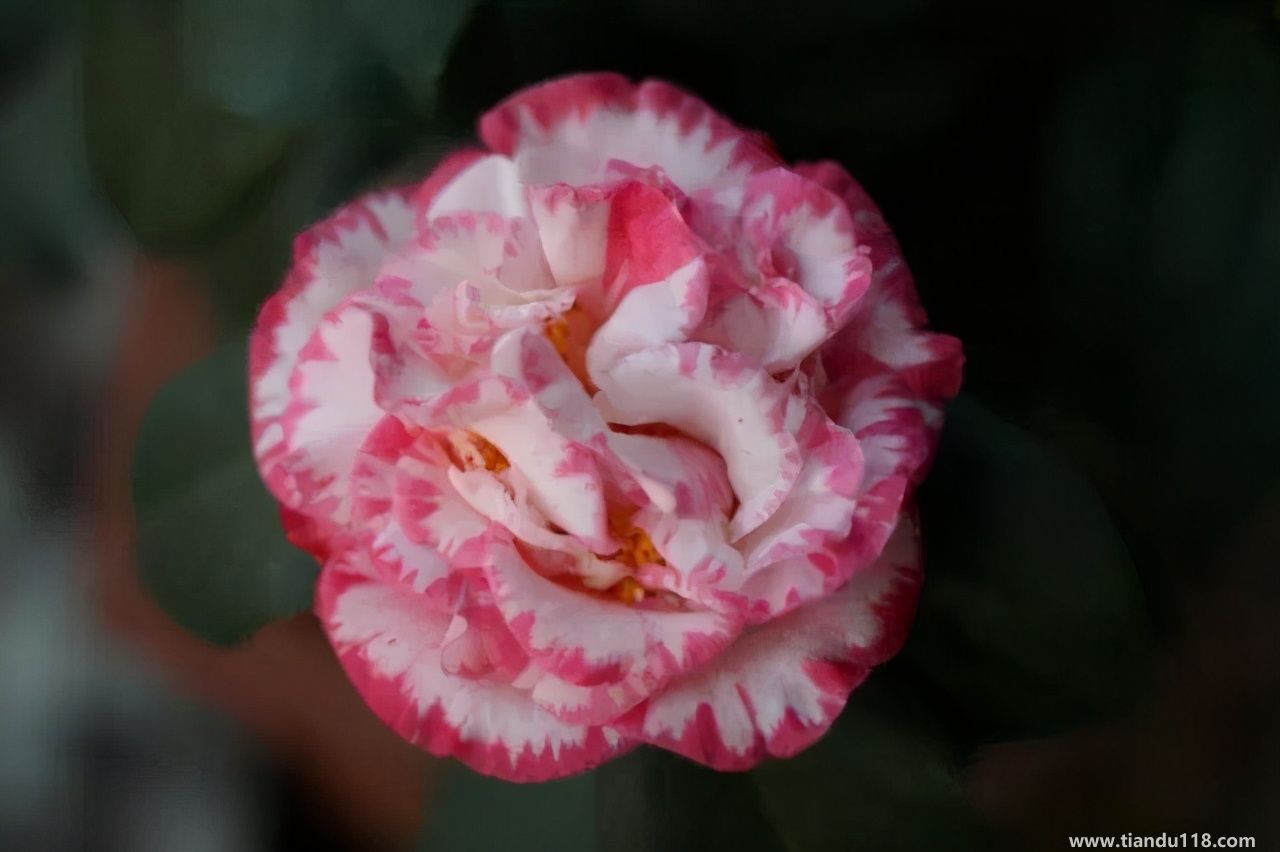 香港十大特產(chǎn)你吃過嗎？大灣網(wǎng)帶你來看看有哪些