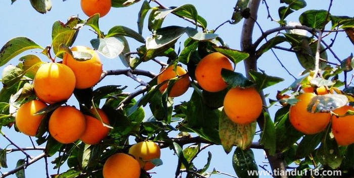 湖南邵陽這四種特產，遠近聞名，看看你吃過哪幾種？