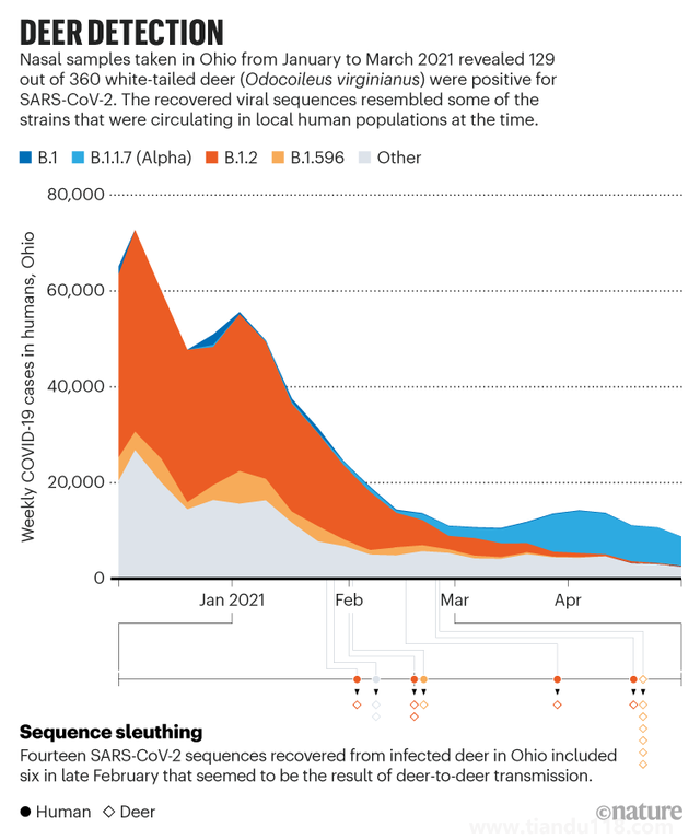 新冠在北美鹿群傳播 意味著什么 是否會重新傳染人(圖2) 新冠在北美鹿群傳播 意味著什么 是否會重新傳染人(圖2)