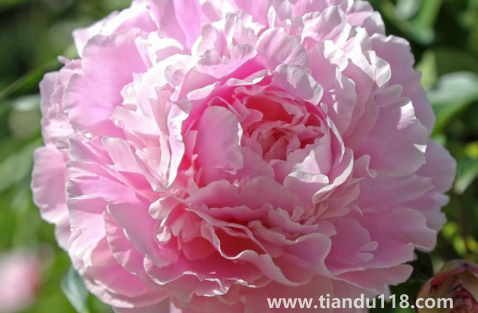 芍藥花花骨朵很多但不開花（為什么芍藥花骨朵總是敗掉）