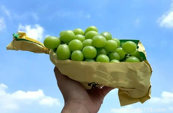 陽(yáng)光玫瑰葡萄怎么辨別真假（陽(yáng)光玫瑰葡萄幾月份上市）