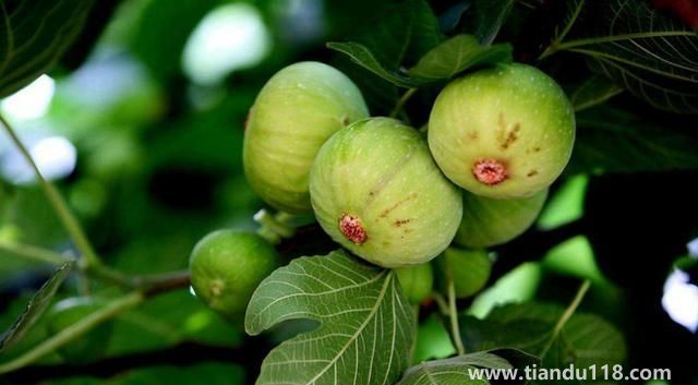 句容有哪些特產(chǎn)（句容特產(chǎn)排行榜）(圖3)