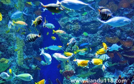 去海洋館穿藍色衣服好不好看(去海洋館衣服怎么穿)(圖1) 去海洋館穿藍色衣服好不好看1