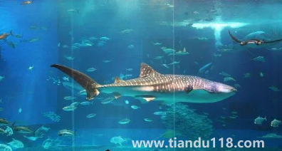 去海洋館穿藍色衣服好不好看(去海洋館衣服怎么穿)(圖2) 去海洋館穿藍色衣服好不好看2