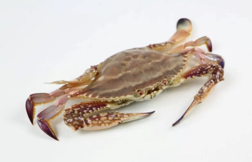 梭子蟹買回來沒多久就死了可以吃嗎3