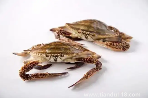 梭子蟹蒸完很多水還能吃嗎2