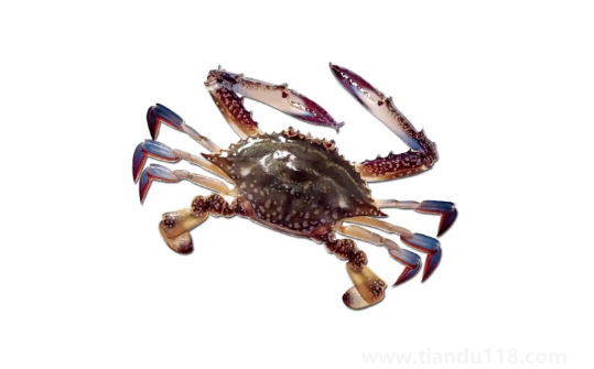 梭子蟹順豐快遞的話能活多久（梭子蟹該如何保存）