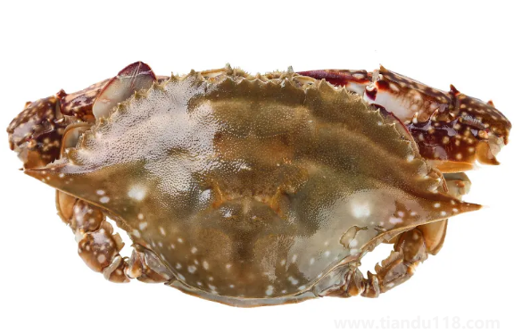 梭子蟹可以寄順豐快遞嗎3