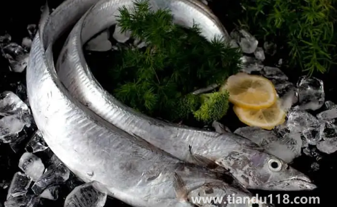 6000元一斤的長江刀魚真的存在嗎3