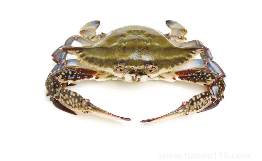 梭子蟹在運(yùn)輸過(guò)程中死了還能吃嗎（梭子蟹怎么保存）