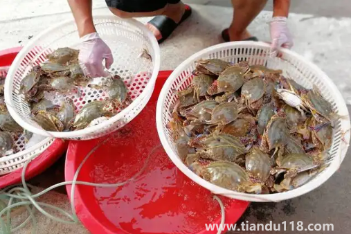 梭子蟹在運(yùn)輸過(guò)程中死了還能吃嗎2