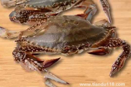 梭子蟹在運(yùn)輸過(guò)程中死了還能吃嗎3