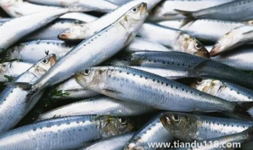 刀魚長什么樣子圖片3