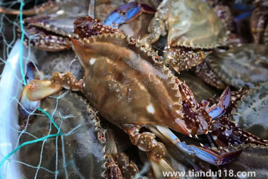 坐飛機可以帶梭子蟹嗎1