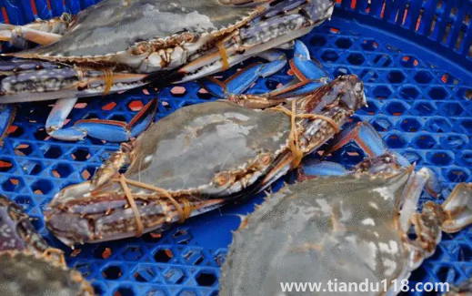 坐飛機可以帶梭子蟹嗎2