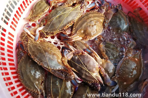 坐飛機可以帶梭子蟹嗎3