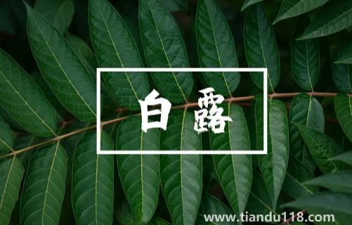 2022白露當天出生好還是白露后出生好1