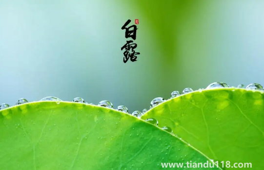 2022白露當天出生好還是白露后出生好2