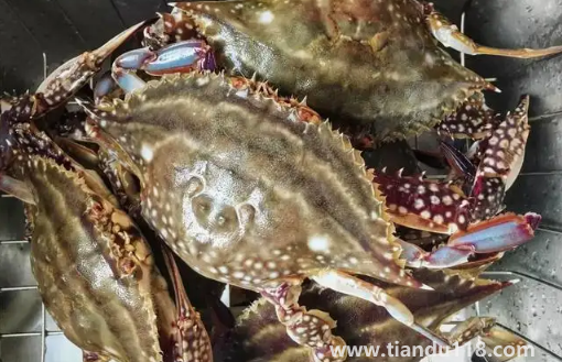 梭子蟹剛死放明天吃行嗎1