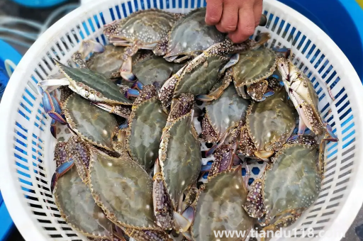 梭子蟹哪種好吃2