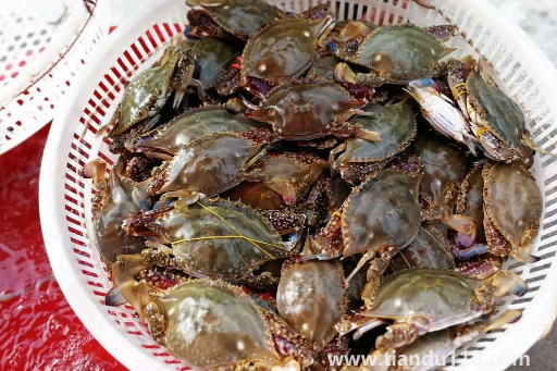 梭子蟹二母蟹會變成母蟹嗎2