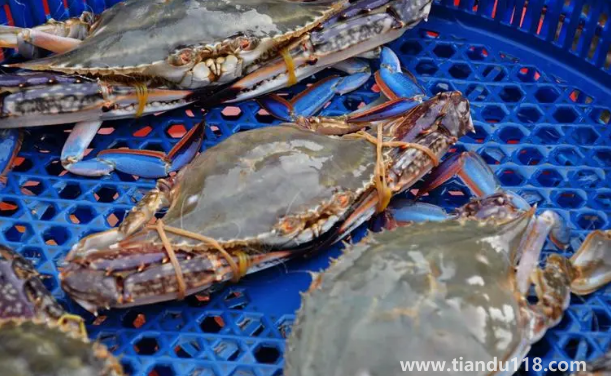 梭子蟹二母蟹和母蟹哪個(gè)好吃（梭子蟹怎么挑選）