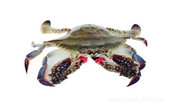 梭子蟹為什么有柴油味（梭子蟹什么時(shí)候最肥最好吃）