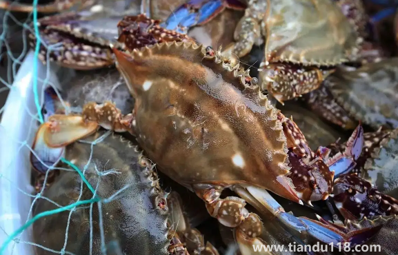 今天買的梭子蟹明天吃怎么辦2