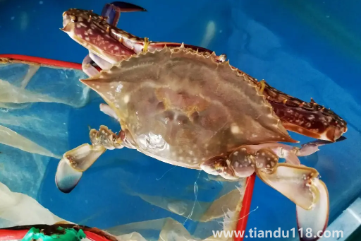 梭子蟹黃多還是大閘蟹黃多（吃螃蟹的注意事項(xiàng)）