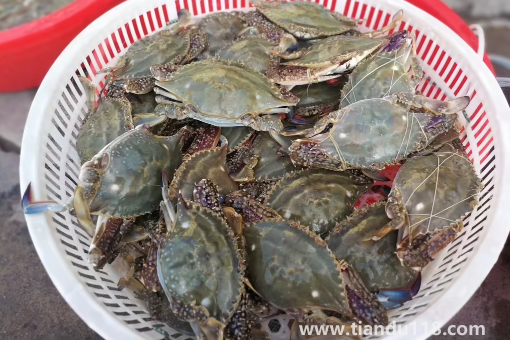 網(wǎng)購的梭子蟹上午到的到晚上吃可以嗎3