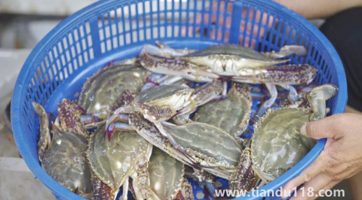 網(wǎng)上買(mǎi)梭子蟹是活的還是死的3