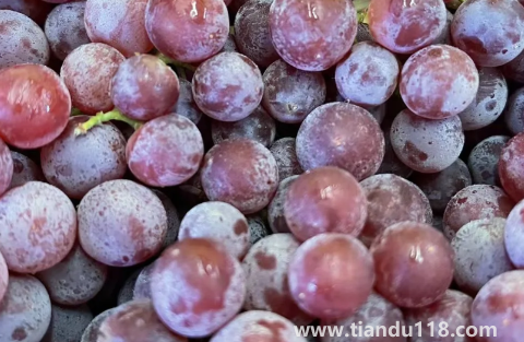 新疆玻璃脆葡萄好不好吃2