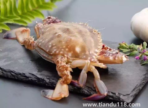 青蟹和梭子蟹哪個貴2