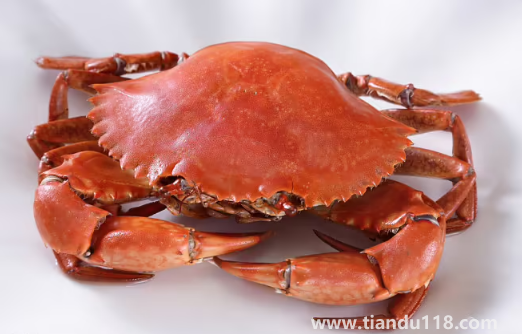 青蟹直接蒸可以嗎有營(yíng)養(yǎng)嗎3