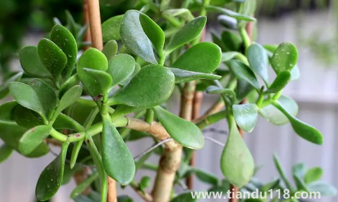 家里養(yǎng)玉樹對身體好嗎2