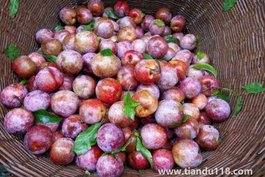 三華李幾月份成熟上市（三華李產(chǎn)地是哪里）