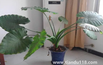 家里養(yǎng)滴水觀音吉祥嗎3