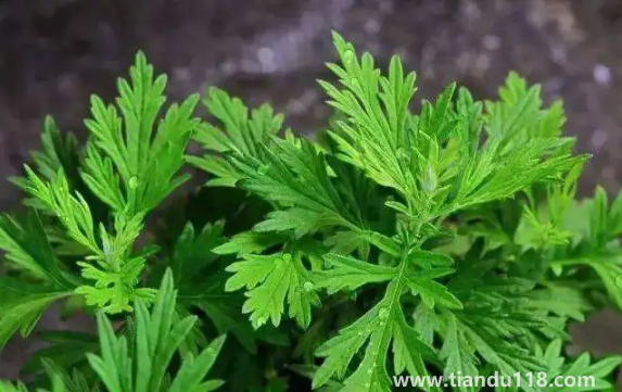 野艾蒿的功效與作用(野艾蒿的具體做法)(圖1) 野艾蒿的功效與作用1