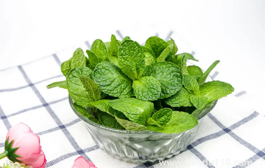 老鼠怕什么氣味一聞就跑(家里有老鼠怎么驅(qū)趕)(圖1) 老鼠怕什么氣味一聞就跑1