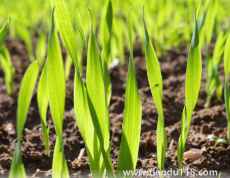 小麥是霜降之前種還是之后（霜降種麥的相關(guān)說法有哪些）