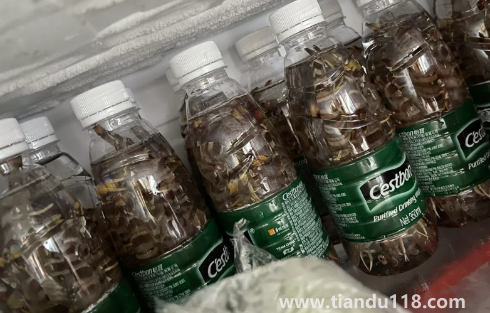 活蝦可以放礦泉水瓶保存嗎（蝦要怎么正確放冰箱速凍）