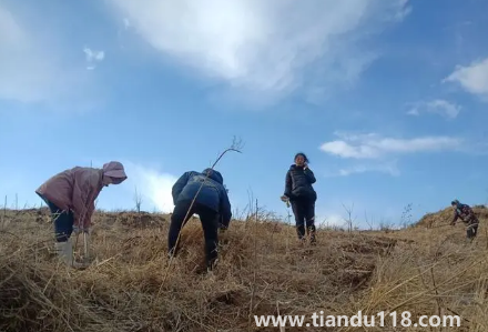 霜降以后還能種樹嗎1