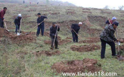 霜降以后還能種樹嗎2