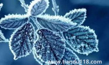 2022年霜降會提前嗎3