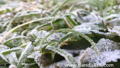 2022年霜凍會早來還是晚來（霜凍和霜降有啥不一樣）