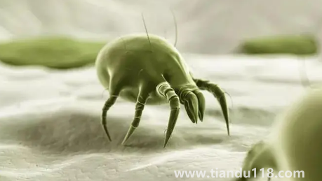 吹風機能殺死螨蟲嗎3