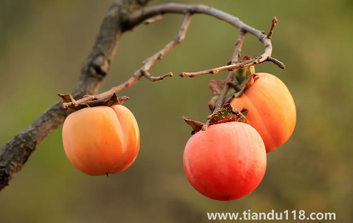 柿子和雞蛋一起吃了怎么辦（柿子和雞蛋一起吃的危害）