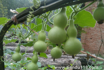 屬豬的能帶葫蘆嗎3