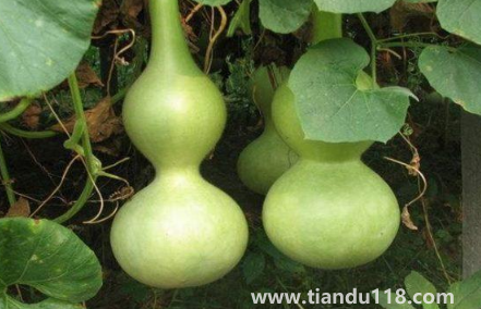 屬豬的能帶葫蘆嗎2