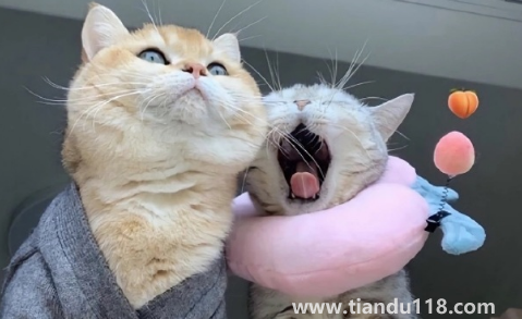 為什么戀愛(ài)長(zhǎng)跑會(huì)容易分手1